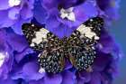 USA-Washington State-Issaquah Butterfly on flowers Art Print
